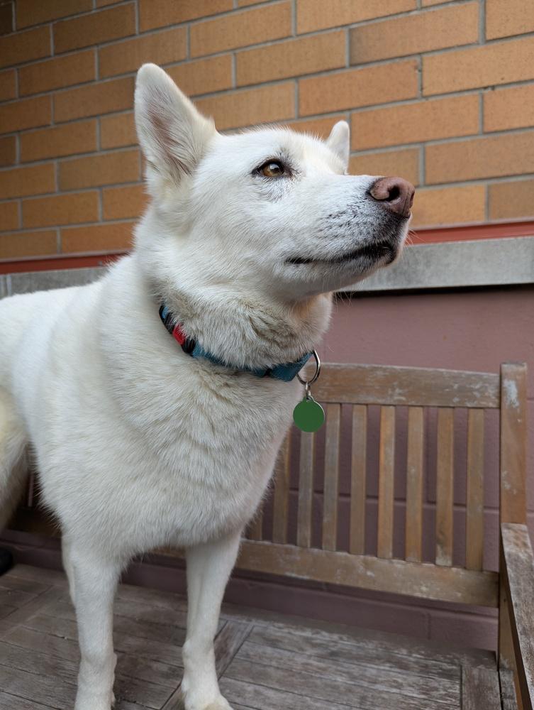 November, Adoptable, Senior Female Husky & Spitz.