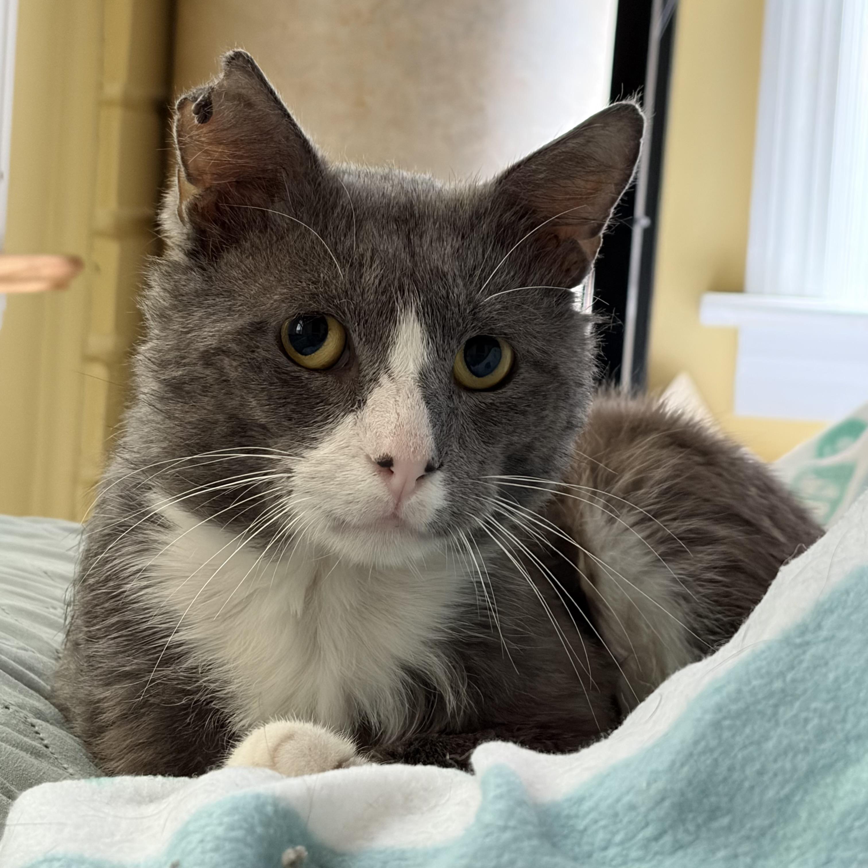 Cookie, Adoptable, Adult Male Domestic Short Hair.