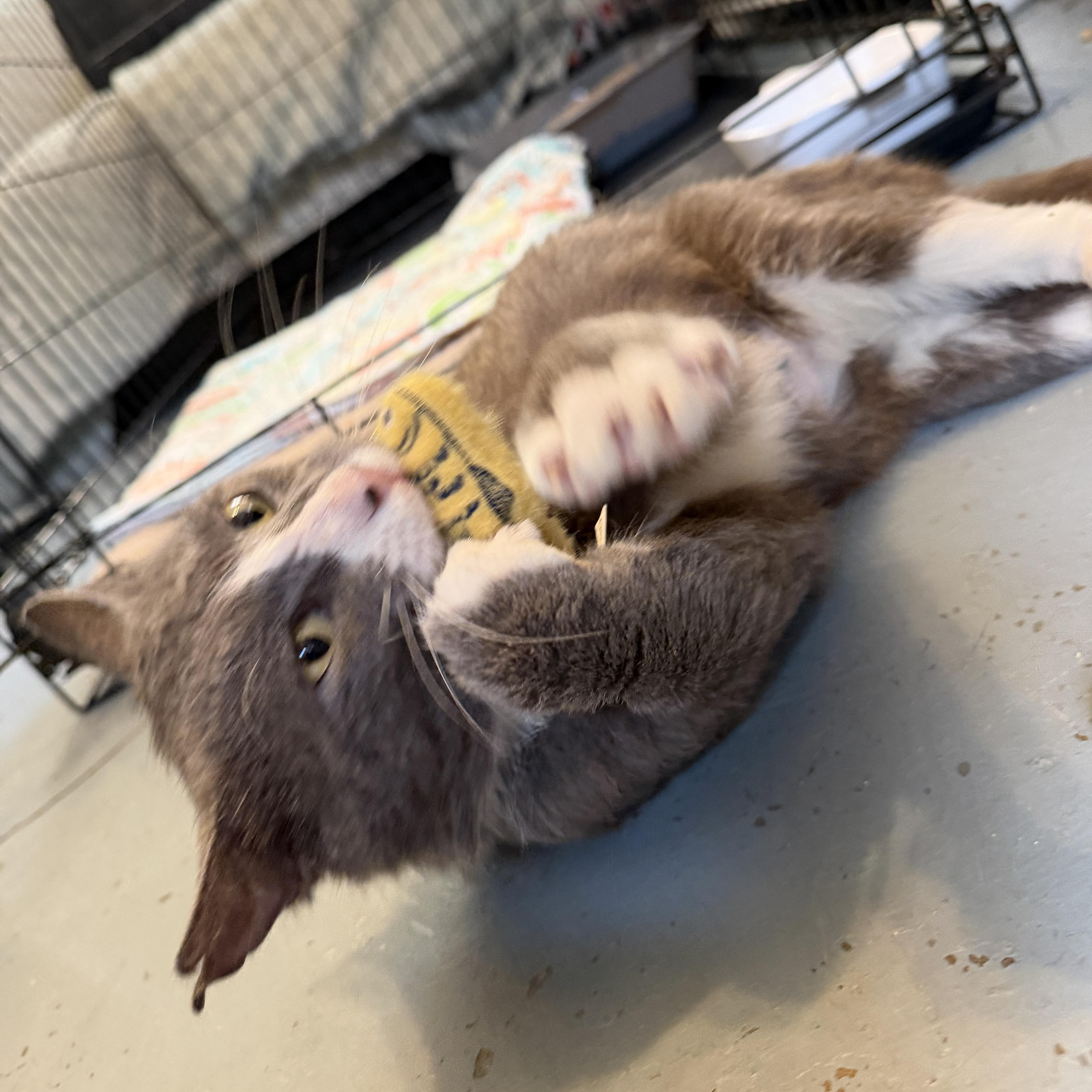 Enlarge Cookie, a Adoptable Domestic Short Hair in Stowe, VT image 3/3