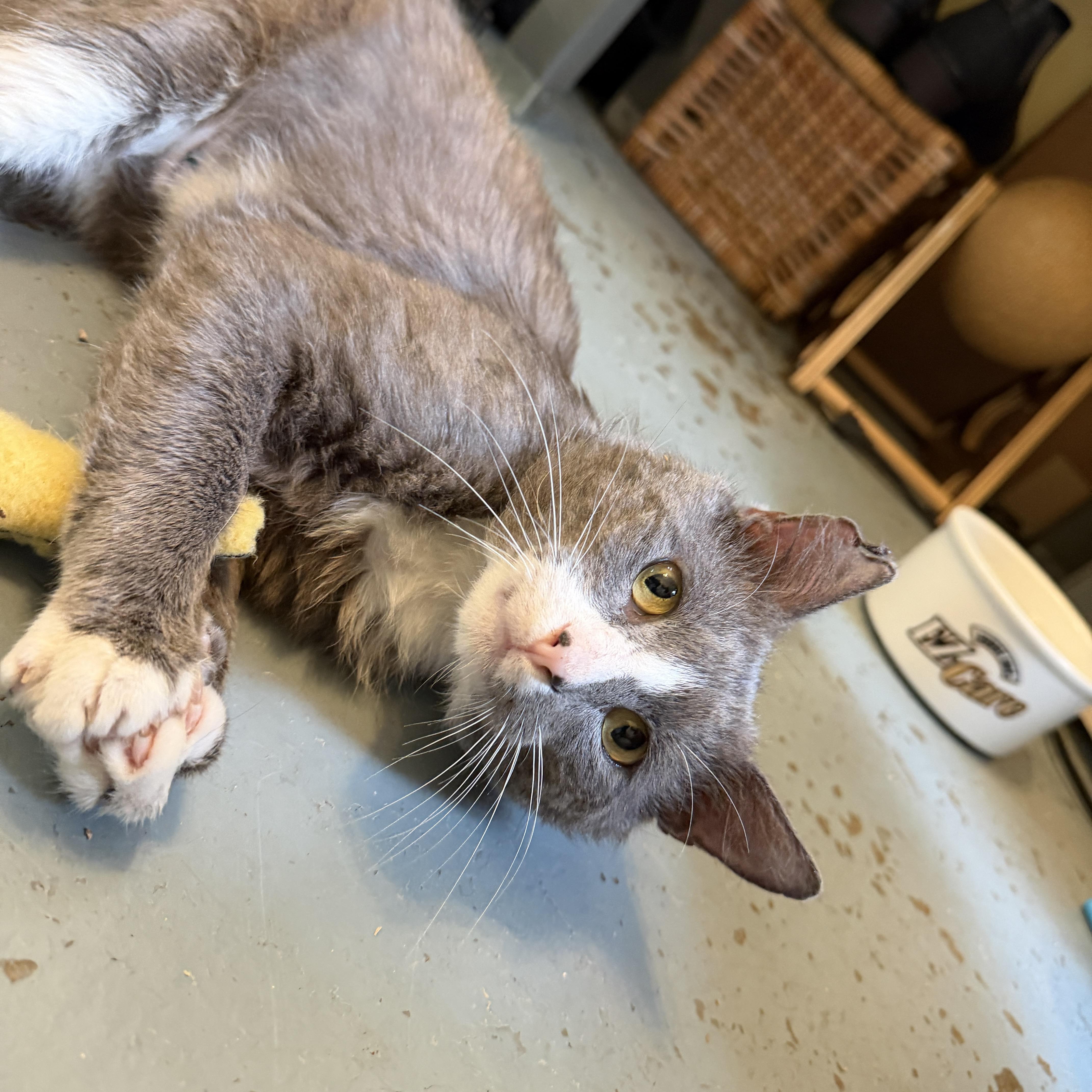 Enlarge Cookie, a Adoptable Domestic Short Hair in Stowe, VT image 2/3