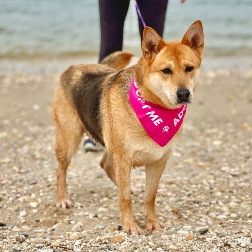 Susie, a Adoptable German Shepherd Dog in Lindenhurst, NY image 2/4