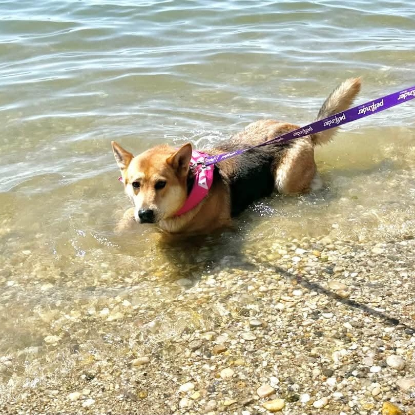 Susie, a Adoptable German Shepherd Dog in Lindenhurst, NY image 4/4