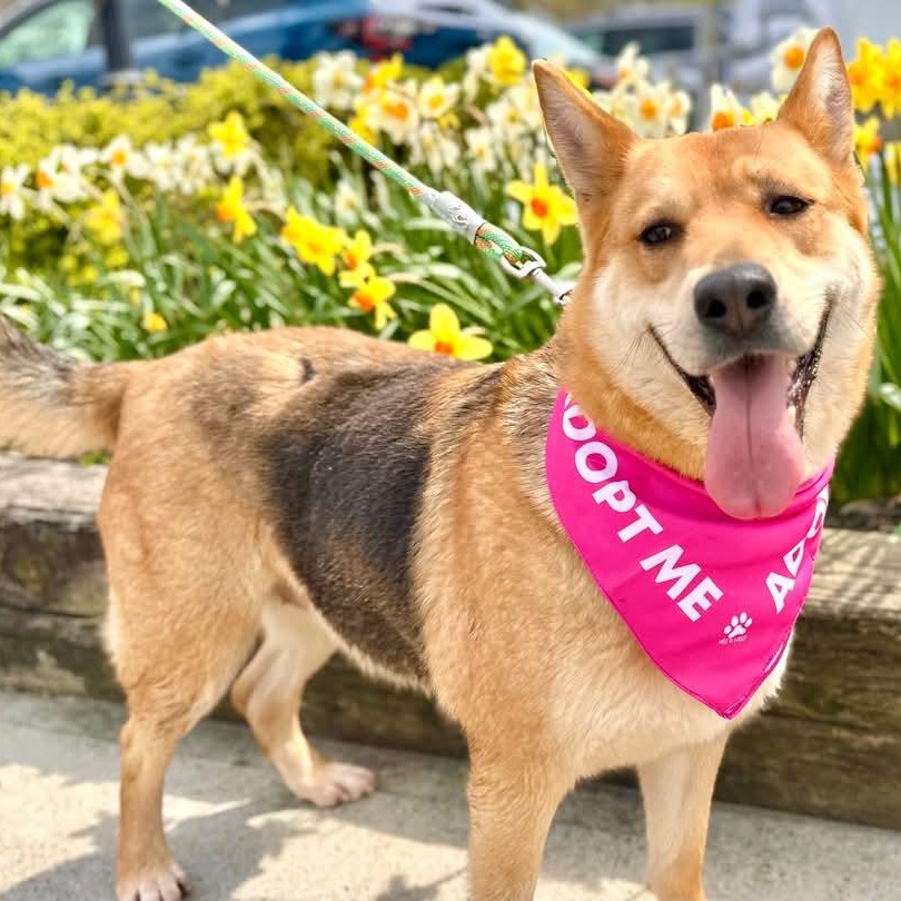 Susie, a Adoptable German Shepherd Dog in Lindenhurst, NY image 3/4