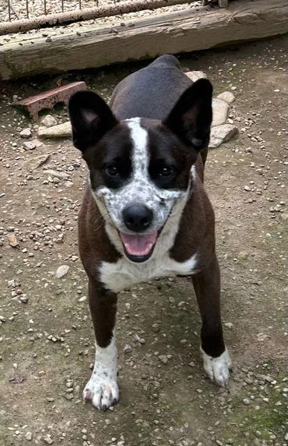 Benji, Adoptable, Adult Male Australian Cattle Dog / Blue Heeler.