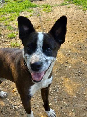 Benji, a Adoptable Australian Cattle Dog / Blue Heeler in Arlington, VA image 2/6