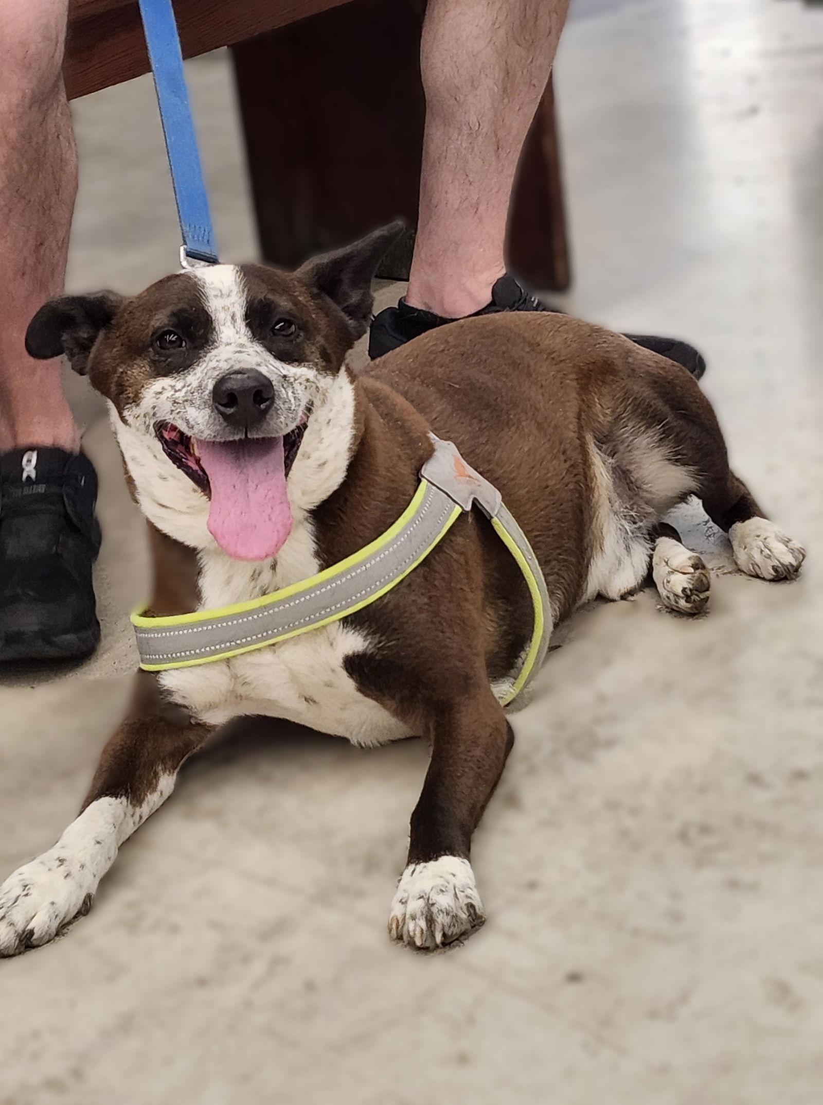 Benji, a Adoptable Australian Cattle Dog / Blue Heeler in Arlington, VA image 3/6