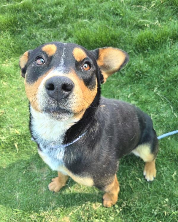 Mini Dave 46742, Adoptable, Adult Male Rottweiler & Australian Cattle Dog / Blue Heeler.
