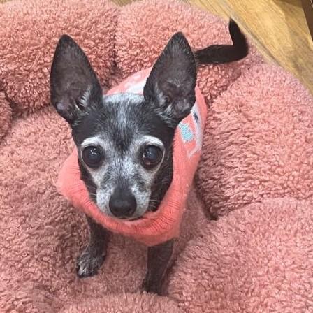 Enlarge Tiki, a ADOPTABLE Chihuahua in Rensselaer, NY image 1/5