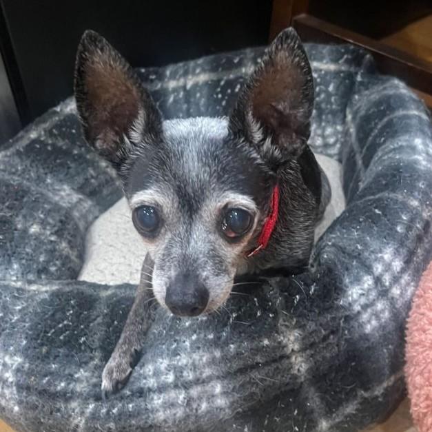 Enlarge Tiki, a ADOPTABLE Chihuahua in Rensselaer, NY image 2/5