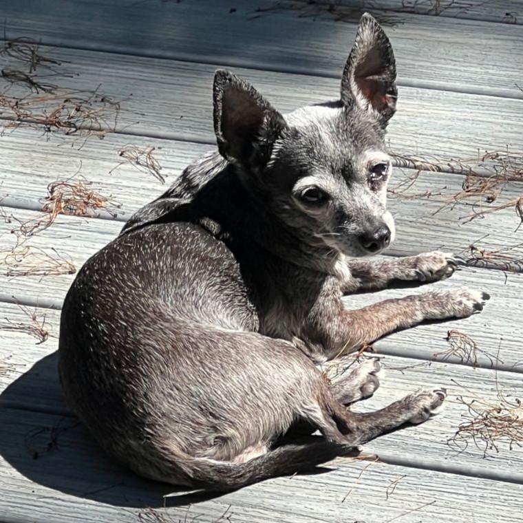 Enlarge Tiki, a ADOPTABLE Chihuahua in Rensselaer, NY image 3/5