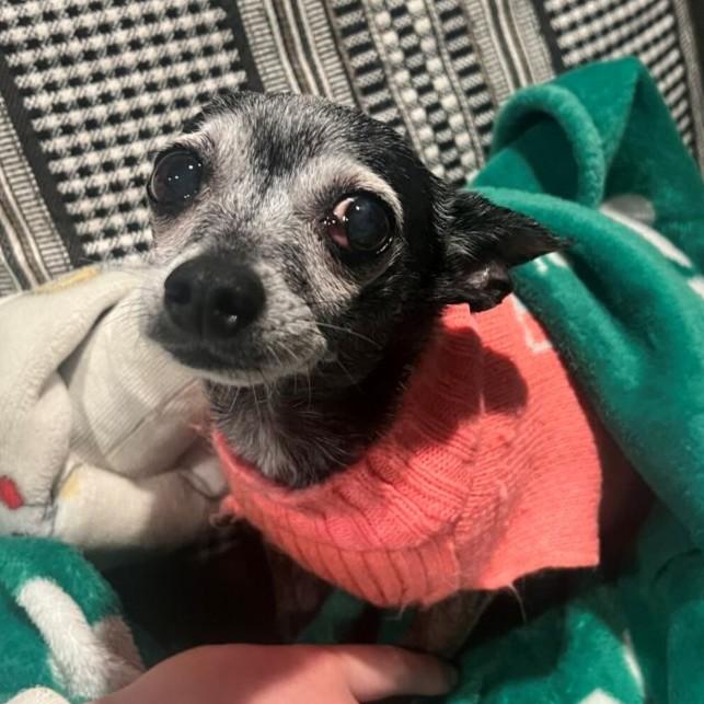 Enlarge Tiki, a ADOPTABLE Chihuahua in Rensselaer, NY image 5/5