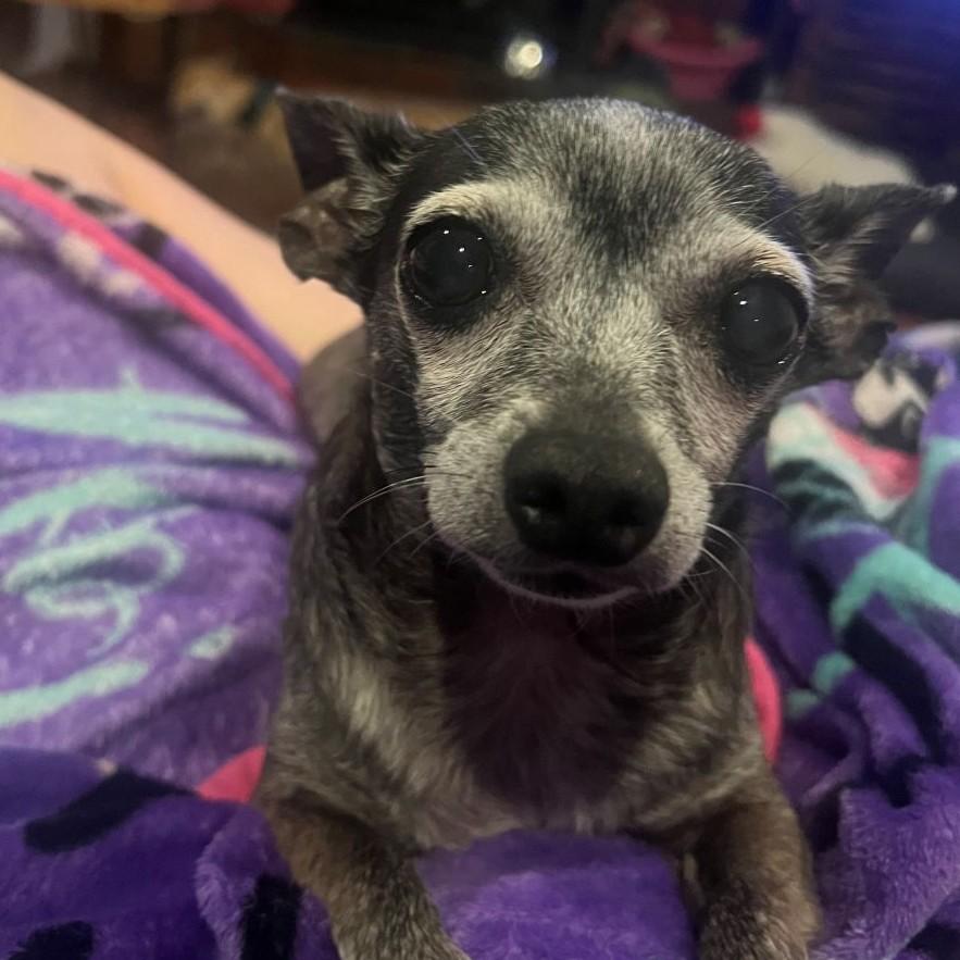 Enlarge Tiki, a ADOPTABLE Chihuahua in Rensselaer, NY image 4/5