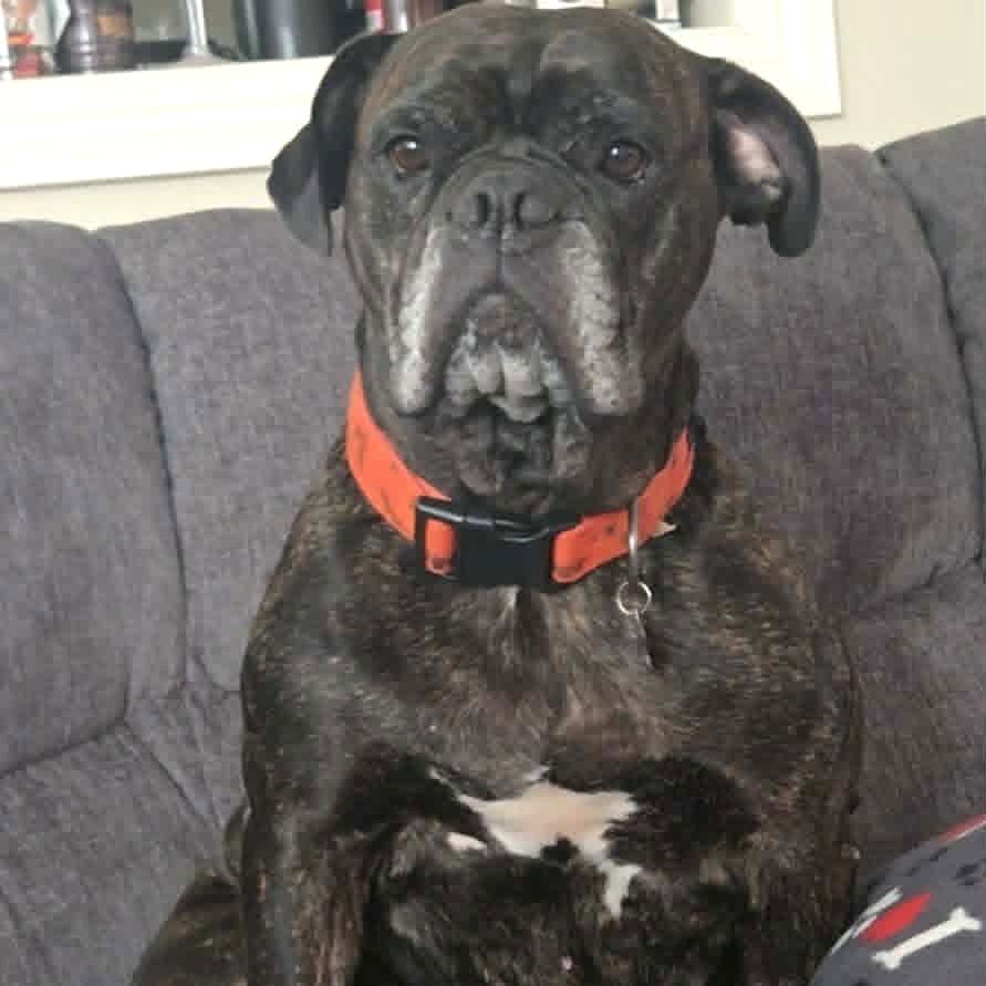 Enlarge Pepper, a Adoptable mixed breed in Hutchinson, MN image 1/4