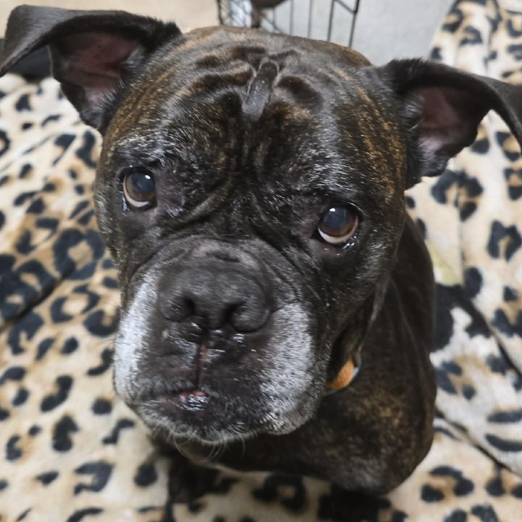 Enlarge Pepper, a Adoptable mixed breed in Hutchinson, MN image 1/6