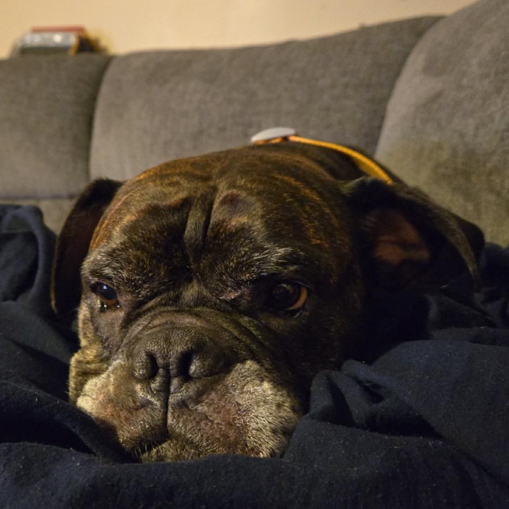 Enlarge Pepper, a Adoptable mixed breed in Hutchinson, MN image 2/6