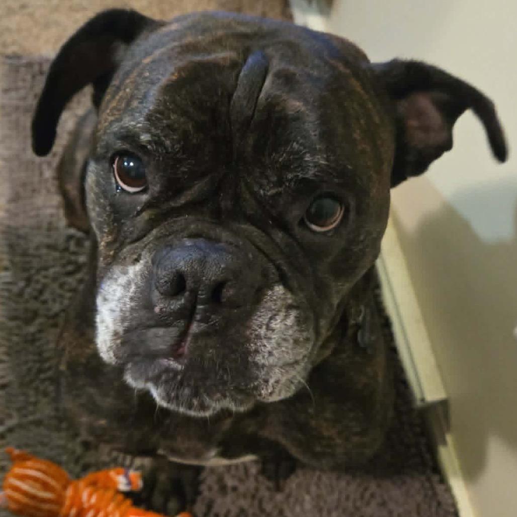 Enlarge Pepper, a Adoptable mixed breed in Hutchinson, MN image 2/4