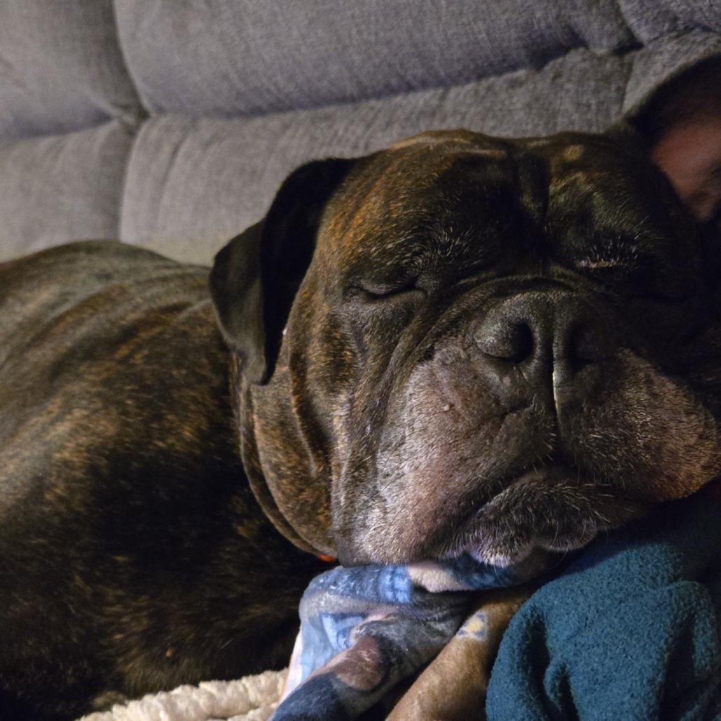 Pepper, Adoptable, Senior Female English Bulldog.