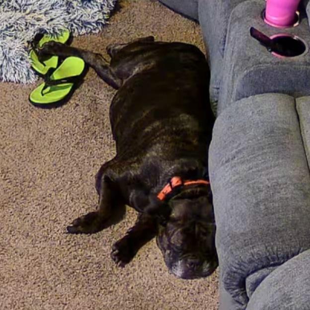 Enlarge Pepper, a Adoptable mixed breed in Hutchinson, MN image 4/5