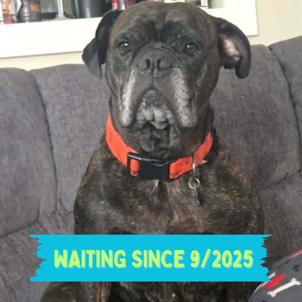Pepper, Adoptable, Senior Female English Bulldog & Mixed Breed.