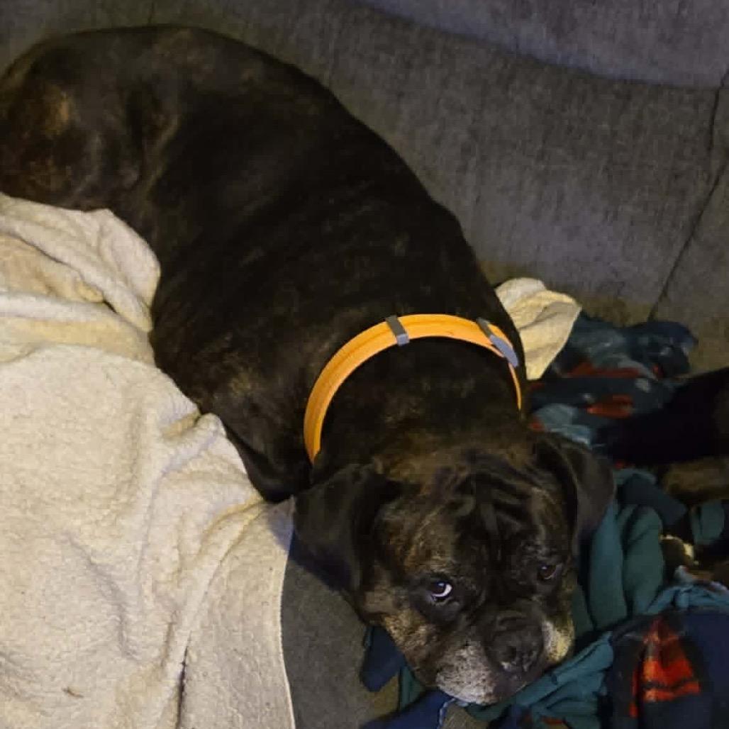 Pepper, a Adoptable mixed breed in Hutchinson, MN image 3/4