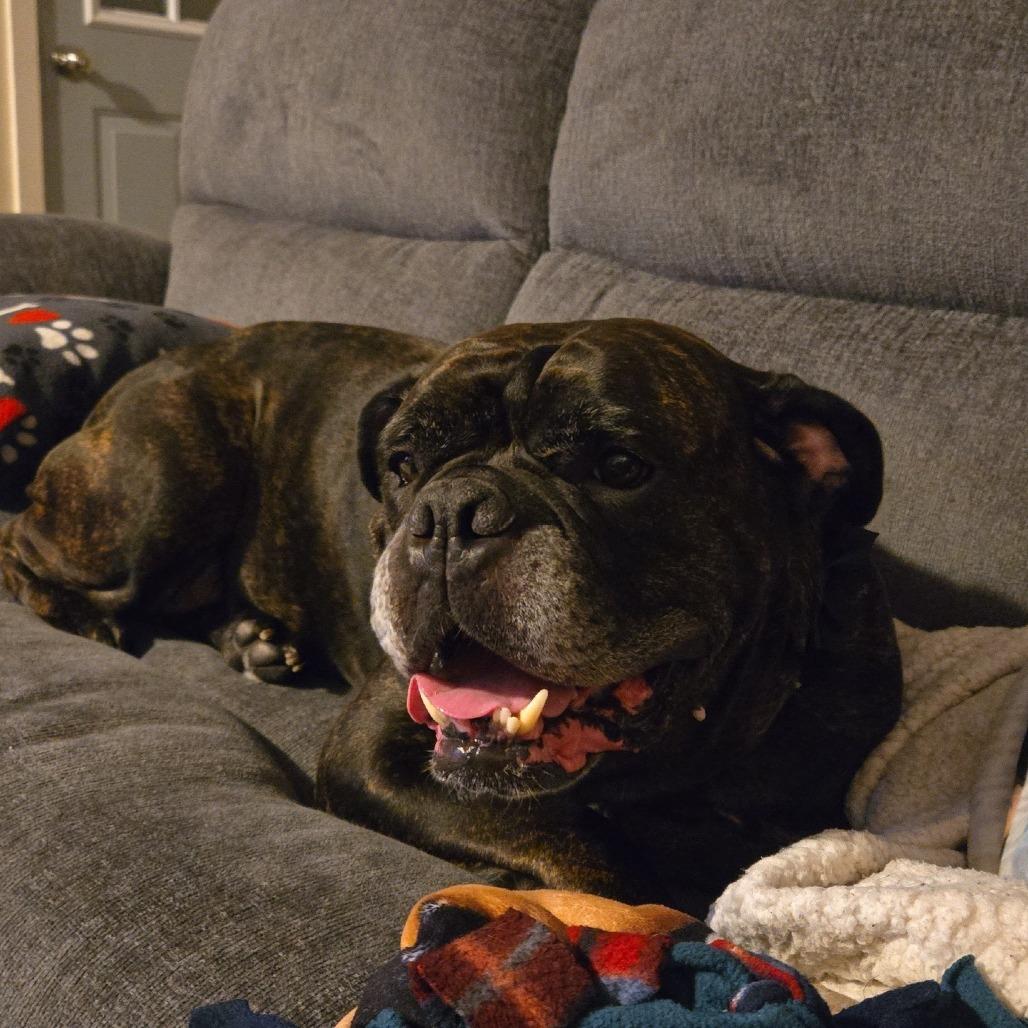 Enlarge Pepper, a Adoptable mixed breed in Hutchinson, MN image 5/5