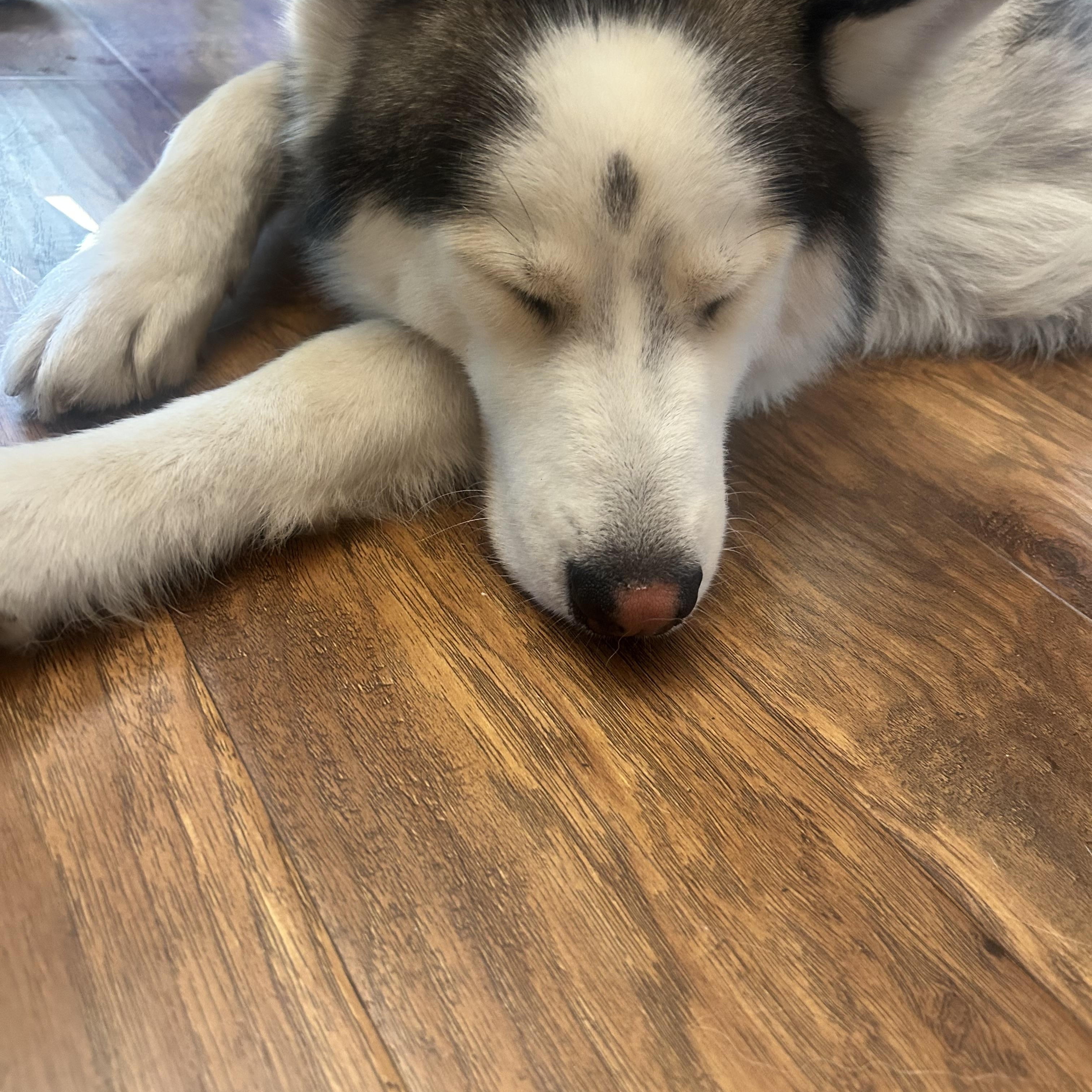Enlarge Chula, a ADOPTABLE Husky in Ashland, OR image 4/6