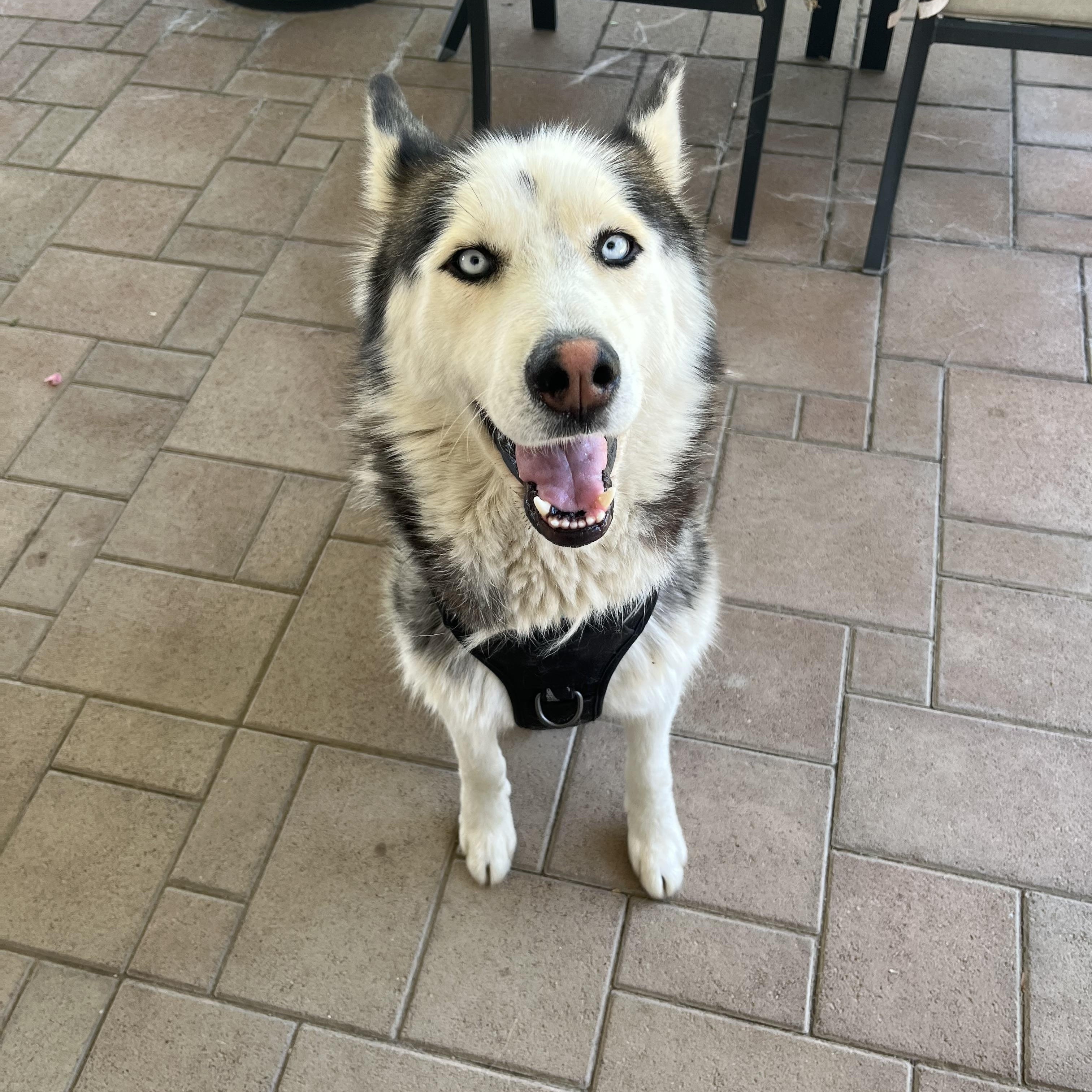 Chula, ADOPTABLE, Adult Female Husky.