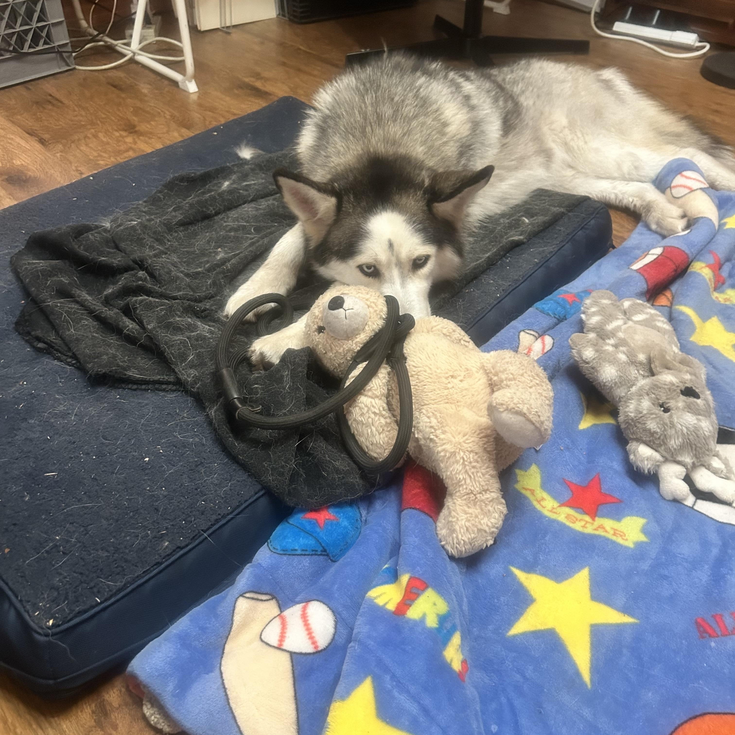 Enlarge Chula, a ADOPTABLE Husky in Ashland, OR image 6/6