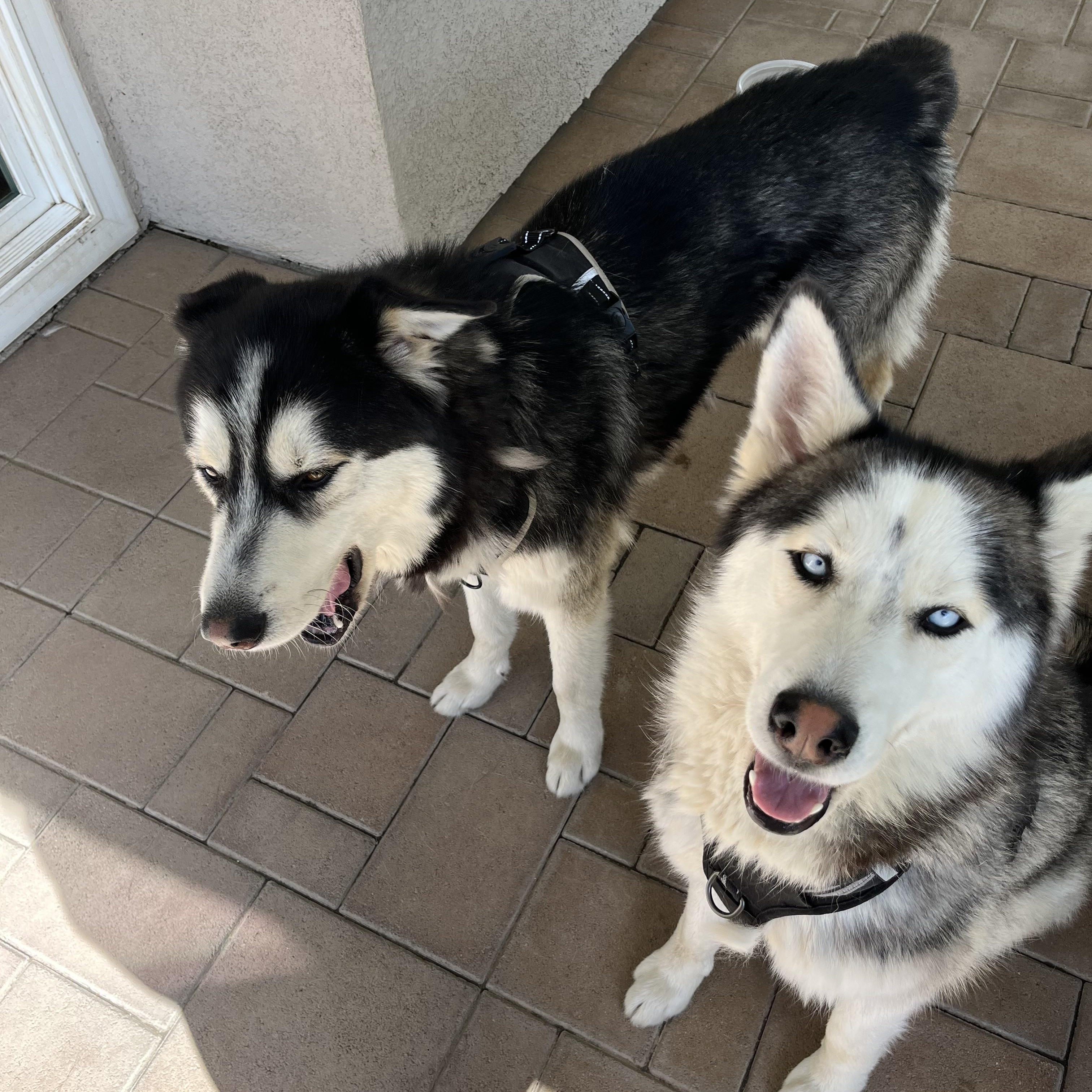 Enlarge Chula, a ADOPTABLE Husky in Ashland, OR image 3/6
