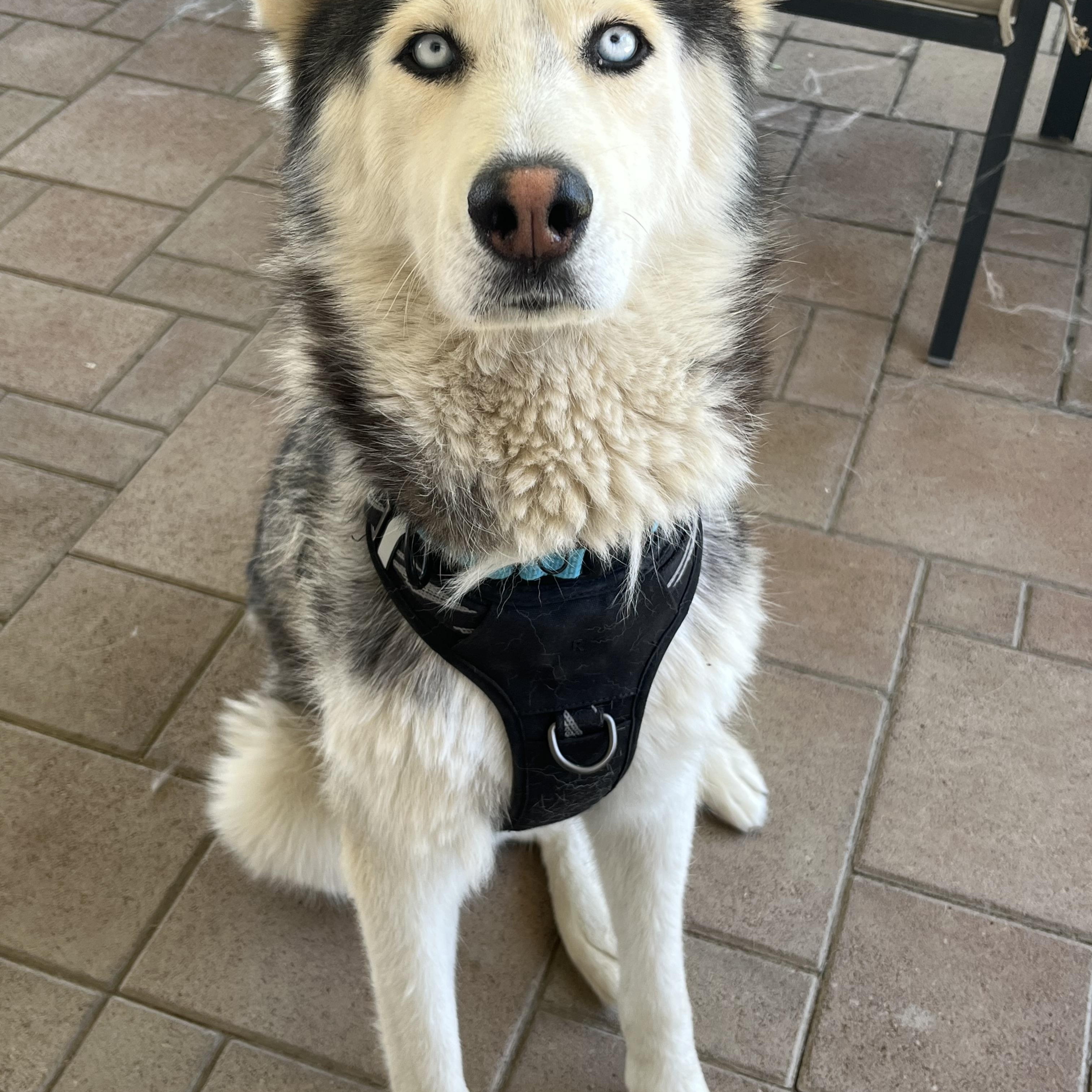 Enlarge Chula, a ADOPTABLE Husky in Ashland, OR image 5/6