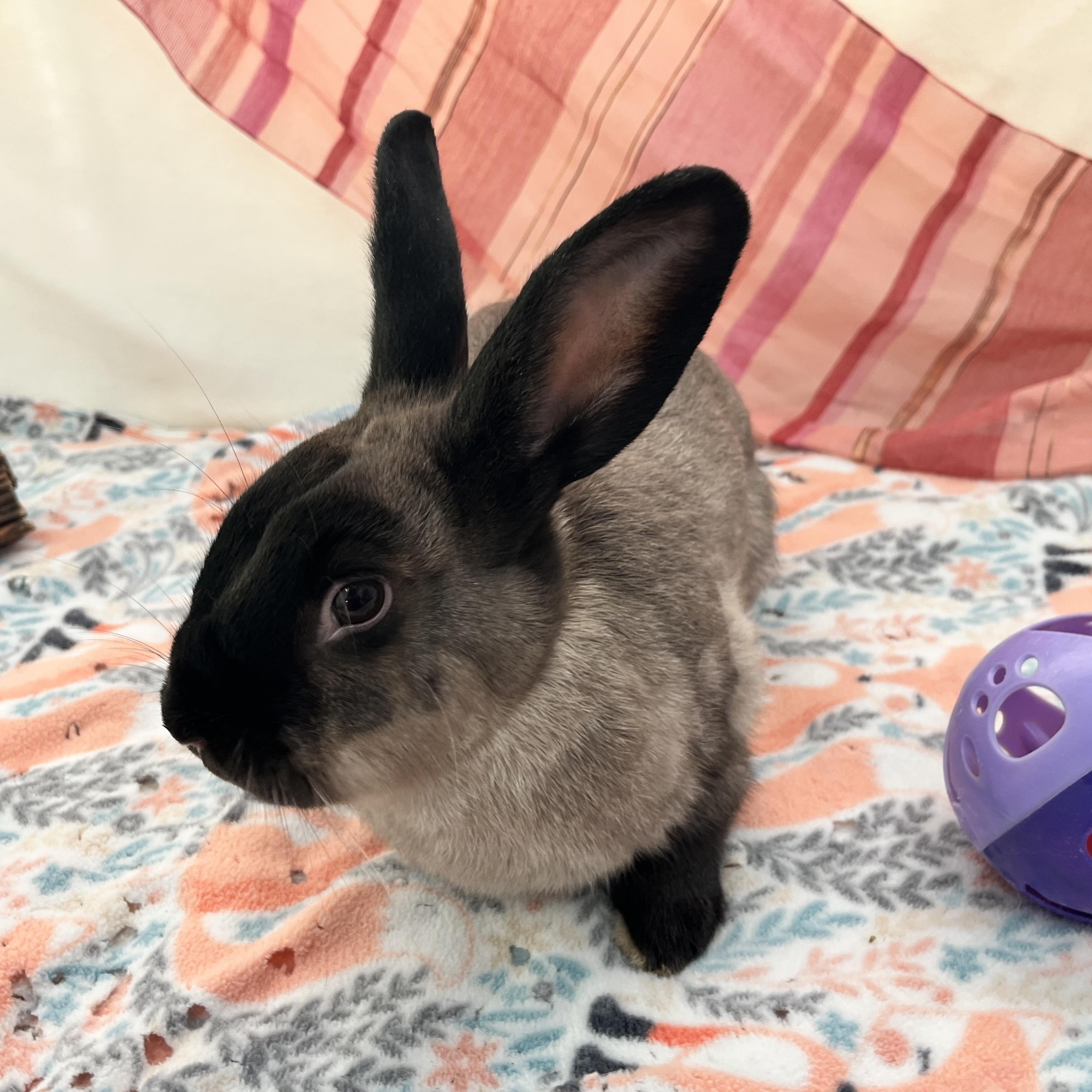 Enlarge Pistachio, a ADOPTABLE American in Oakland, CA image 6/6