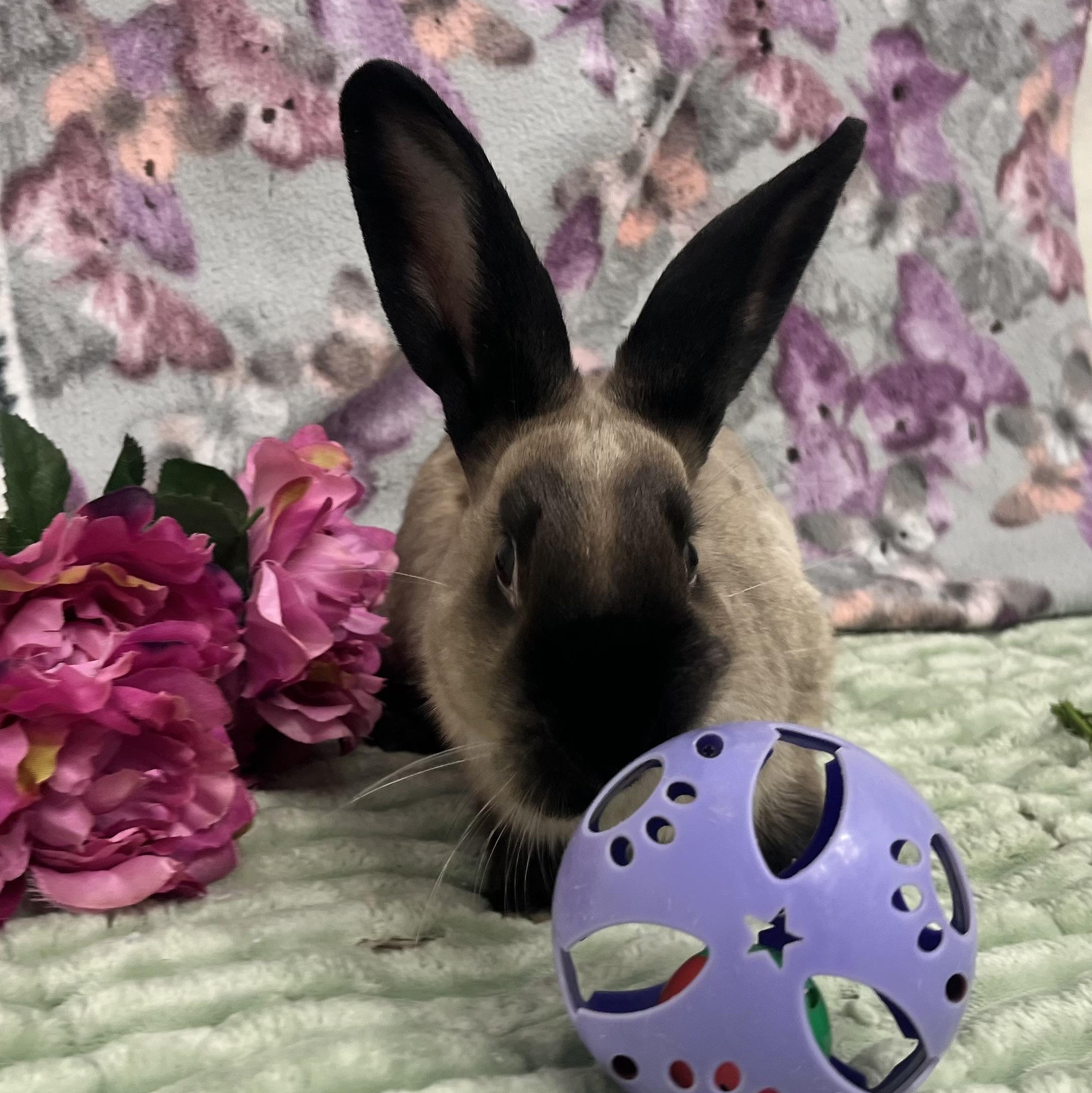 Pistachio, ADOPTABLE, Young Female American.