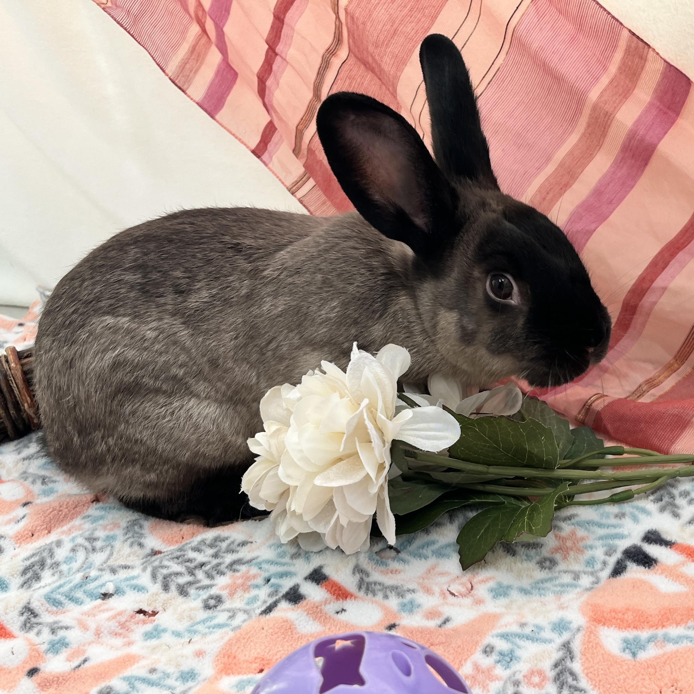 Enlarge Pistachio, a ADOPTABLE American in Oakland, CA image 4/6