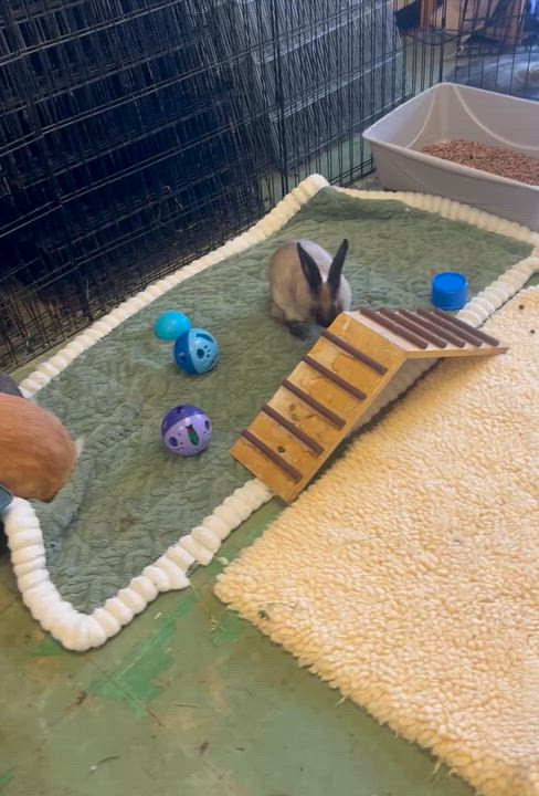 Enlarge Pistachio, a ADOPTABLE American in Oakland, CA video 3/6