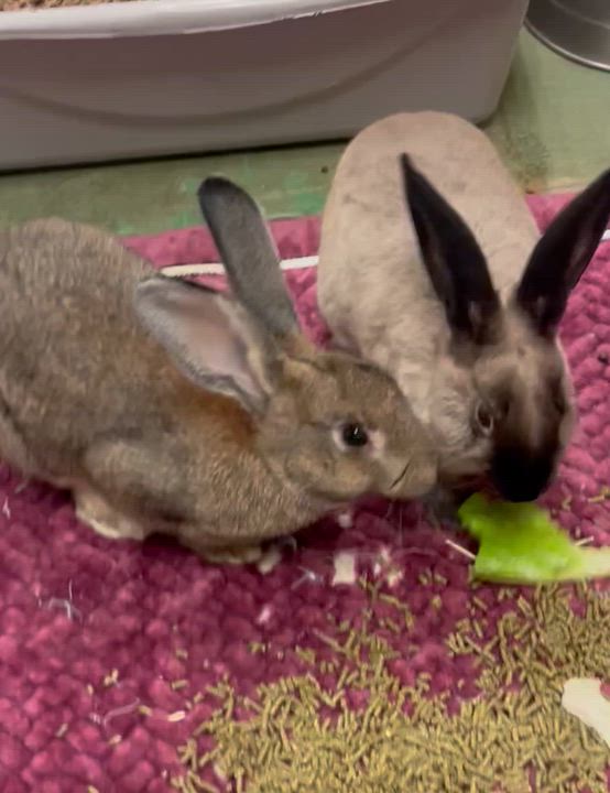 Enlarge Pistachio, a ADOPTABLE American in Oakland, CA video 2/6