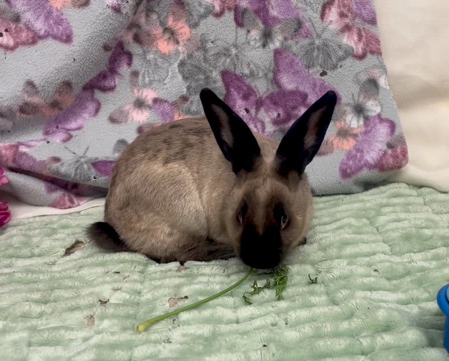 Enlarge Pistachio, a ADOPTABLE American in Oakland, CA video 5/6