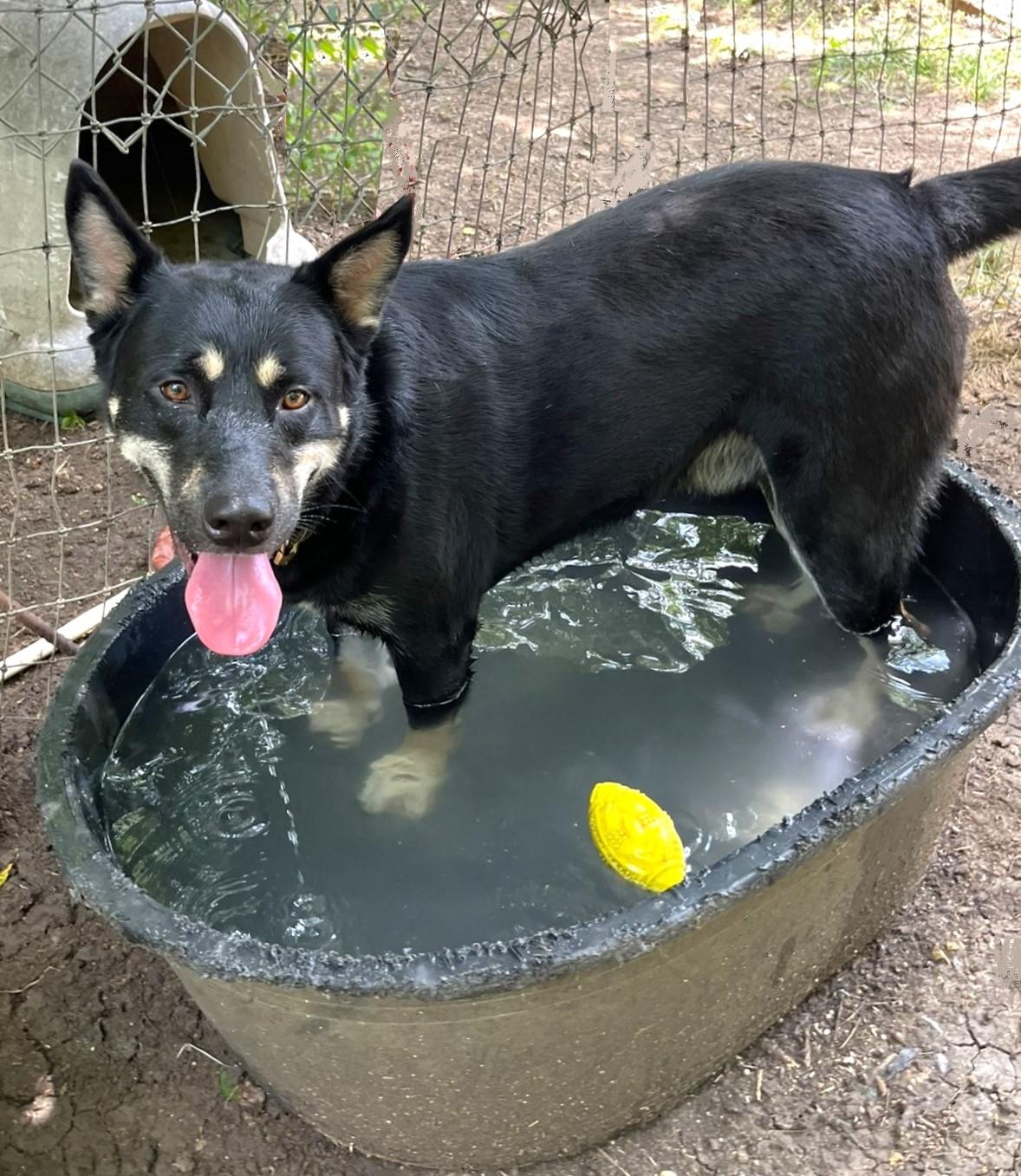 Enlarge Rex, a Adoptable mixed breed in Godley, TX image 4/6
