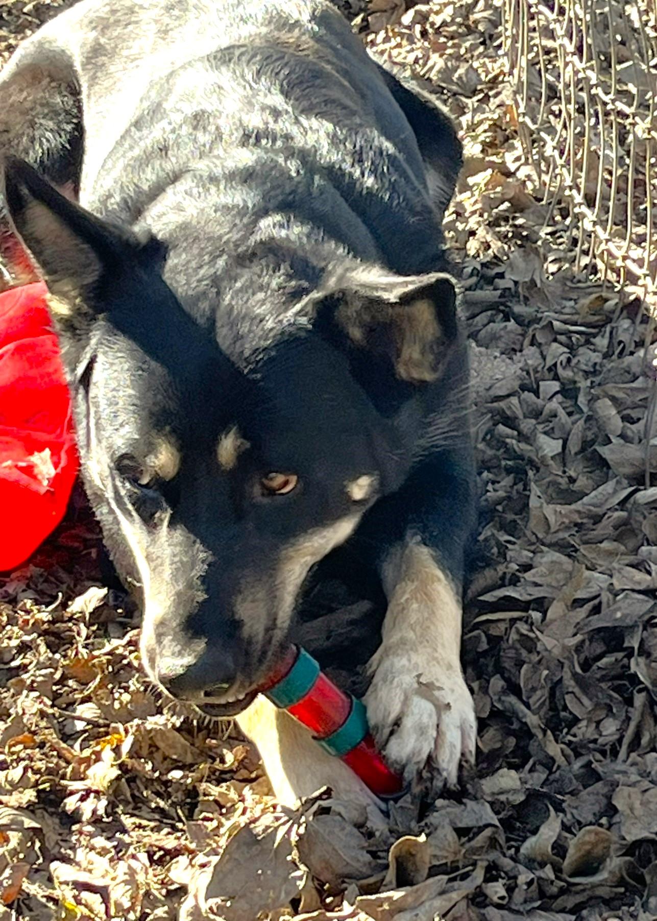 Rex, a Adoptable mixed breed in Godley, TX image 2/6
