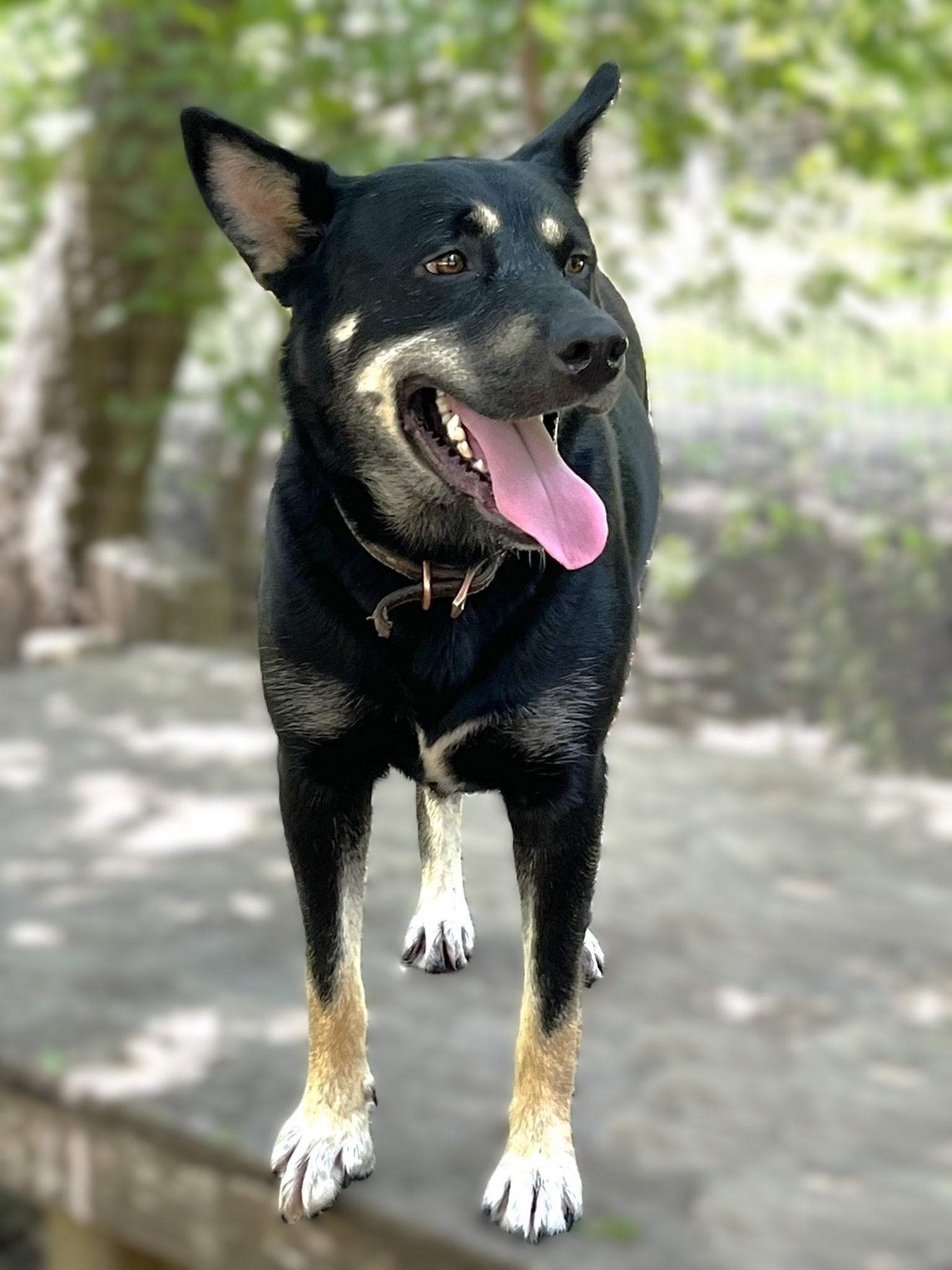 Enlarge Rex, a Adoptable mixed breed in Godley, TX image 3/6
