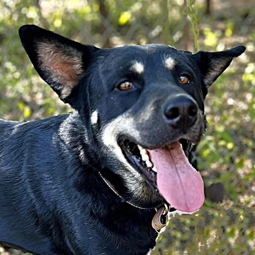 Rex, Adoptable, Adult Male Shepherd & Husky.