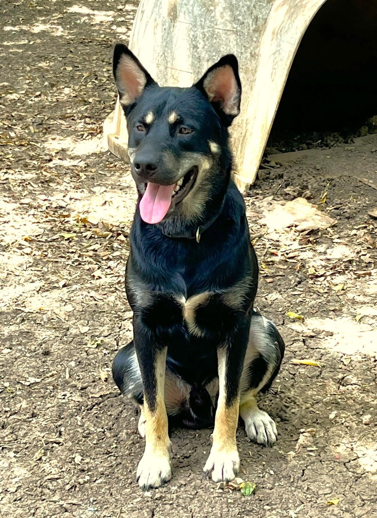 Enlarge Rex, a Adoptable mixed breed in Godley, TX image 5/6