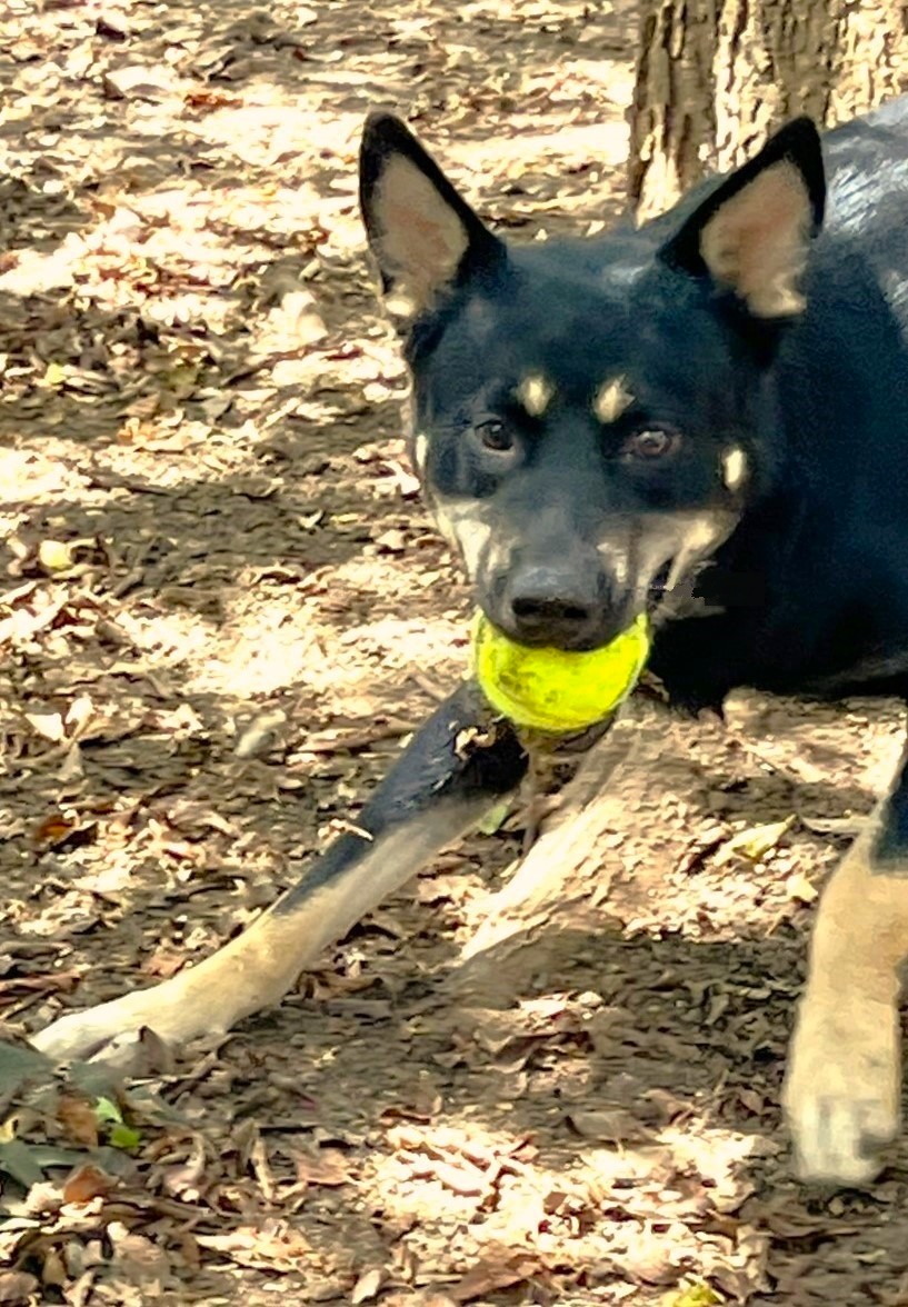 Rex, a Adoptable mixed breed in Godley, TX image 6/6