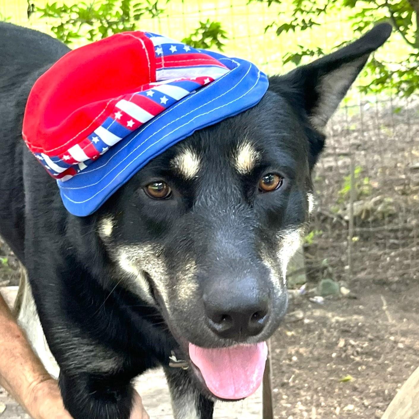 Rex, a Adoptable mixed breed in Godley, TX image 1/6