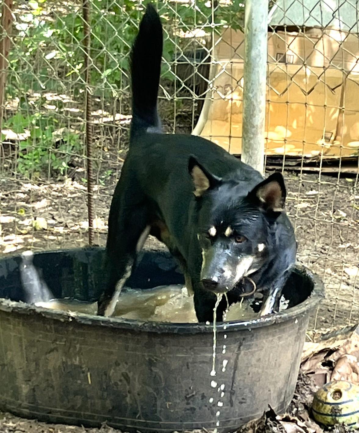 Rex, a Adoptable mixed breed in Godley, TX image 5/6