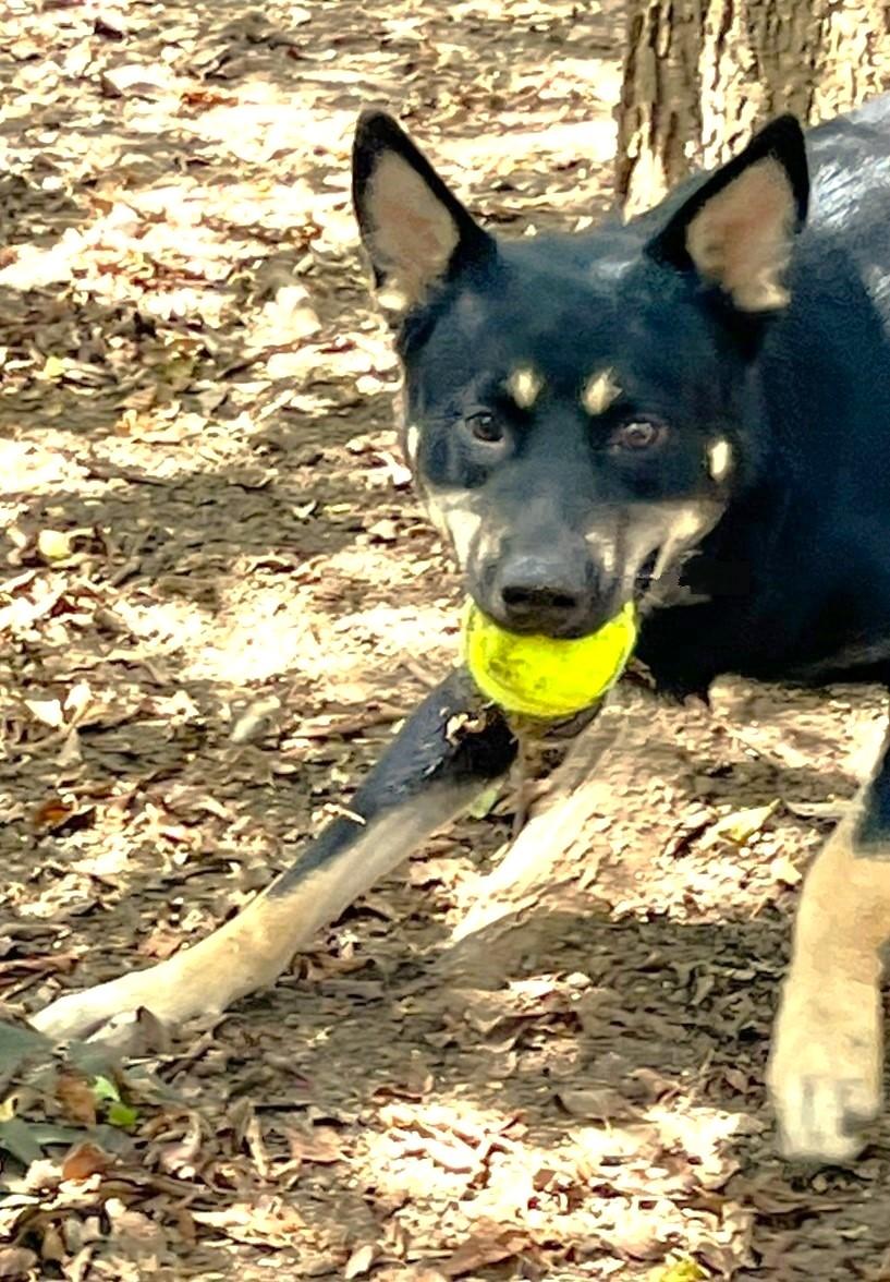 Enlarge Rex, a Adoptable mixed breed in Godley, TX image 6/6