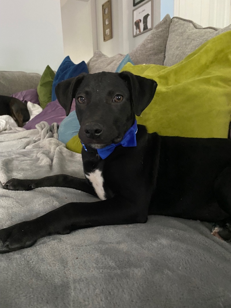 Iggy, Adopted, Puppy Male Labrador Retriever.