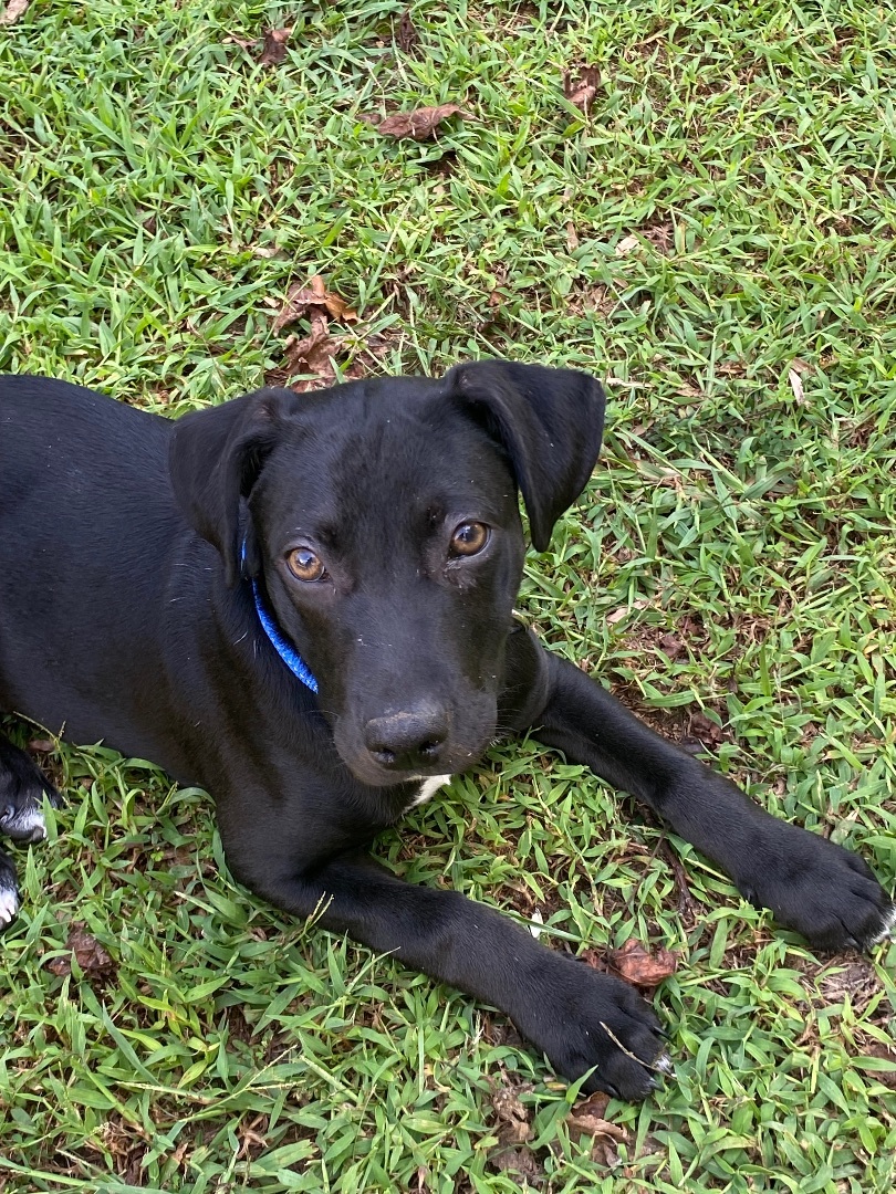 Enlarge Iggy, a Adopted mixed breed in Benson, NC image 2/3