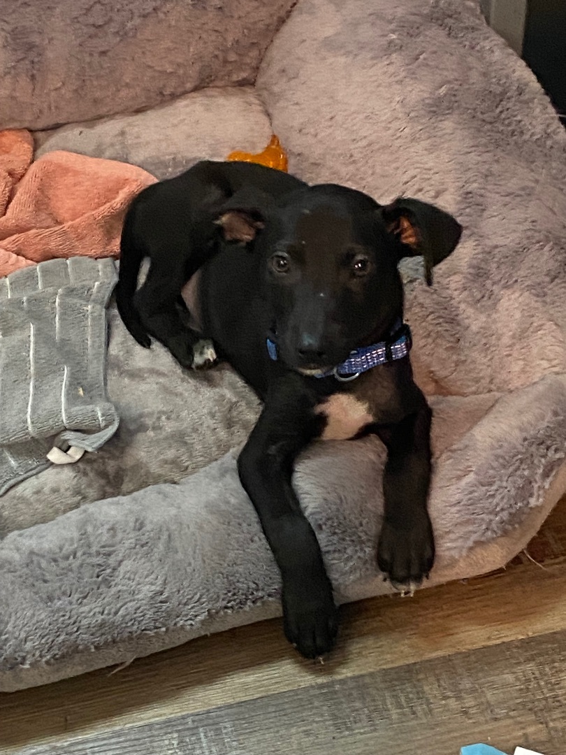 Enlarge Iggy, a Adopted mixed breed in Benson, NC image 3/3