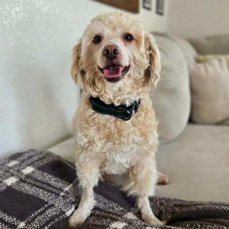 Larry, a ADOPTABLE mixed breed in Mead, CO image 3/4