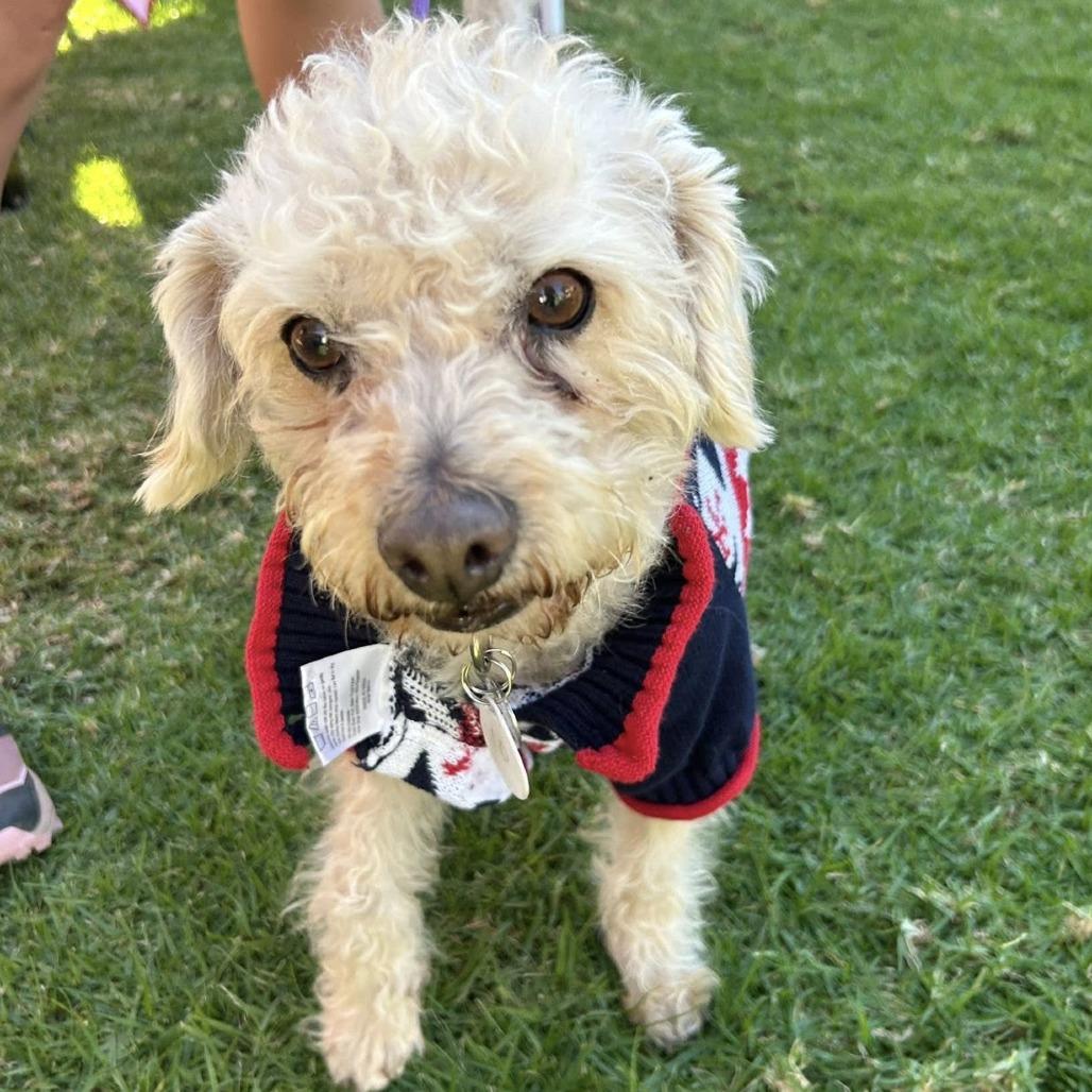 Enlarge Stamey, a Adoptable Poodle in Ramona, CA image 1/6